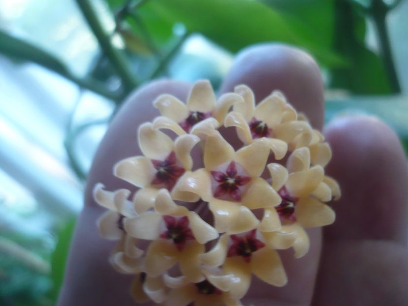 P1500629 - HOYA 2021-3