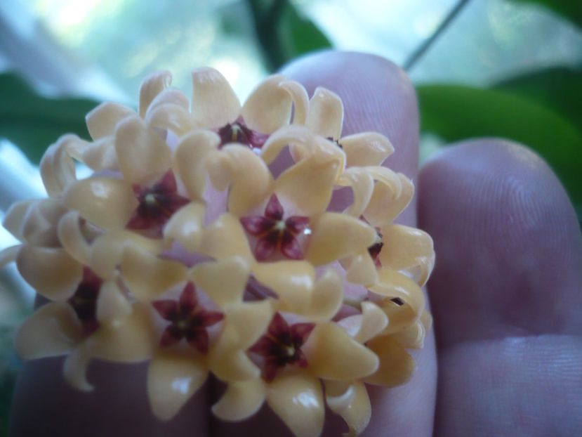 P1500630 - HOYA 2021-3