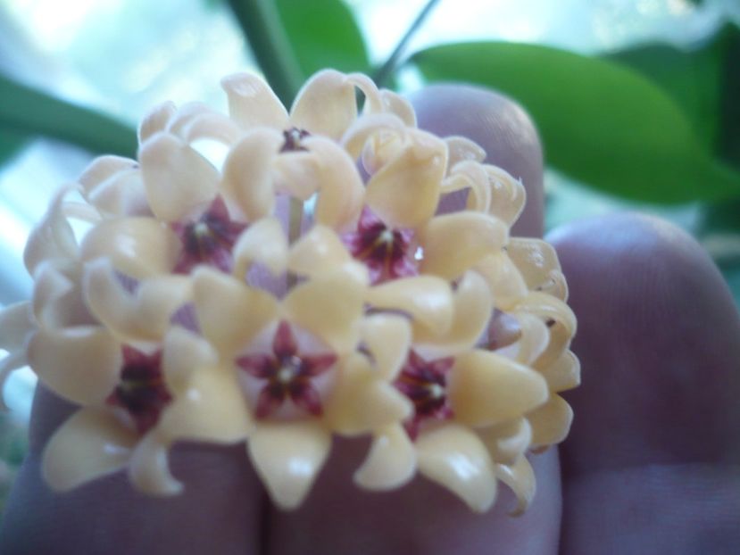 P1500631 - HOYA 2021-3