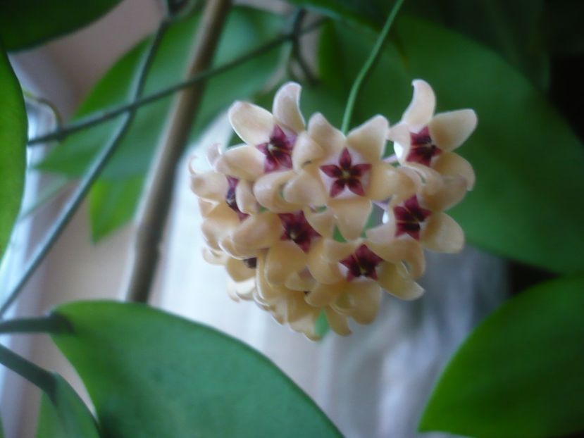 P1500632 - HOYA 2021-3