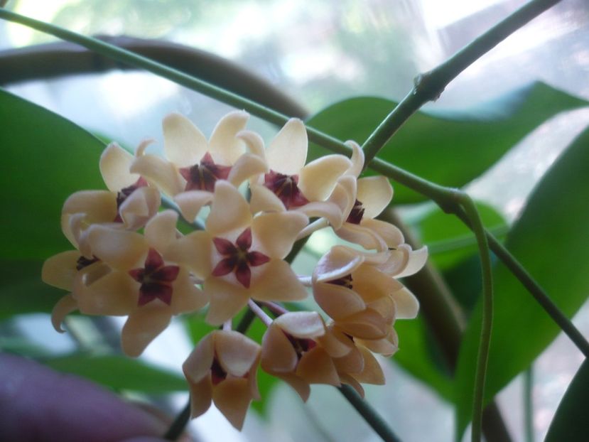 P1500641 - HOYA 2021-3