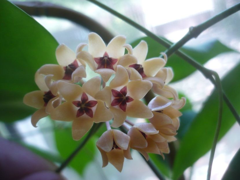 P1500642 - HOYA 2021-3