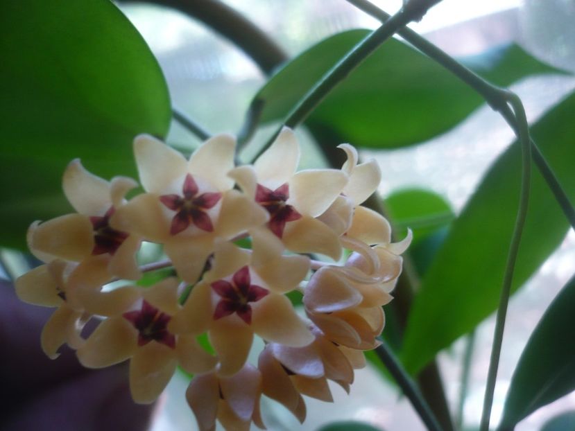 P1500644 - HOYA 2021-3