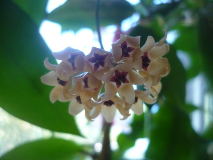 P1500647 - HOYA 2021-3