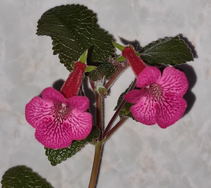  - Sinningia WSL_s Hot Lava