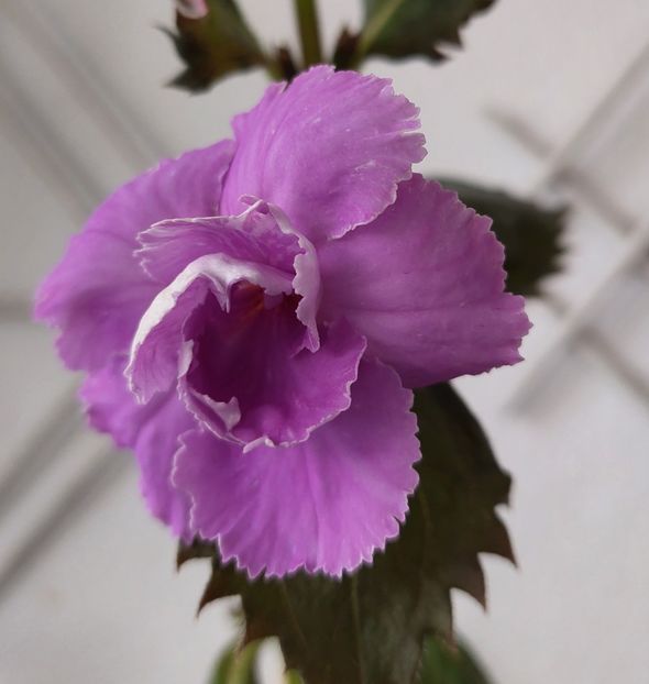 Brids 101 - BRID-S 101-20