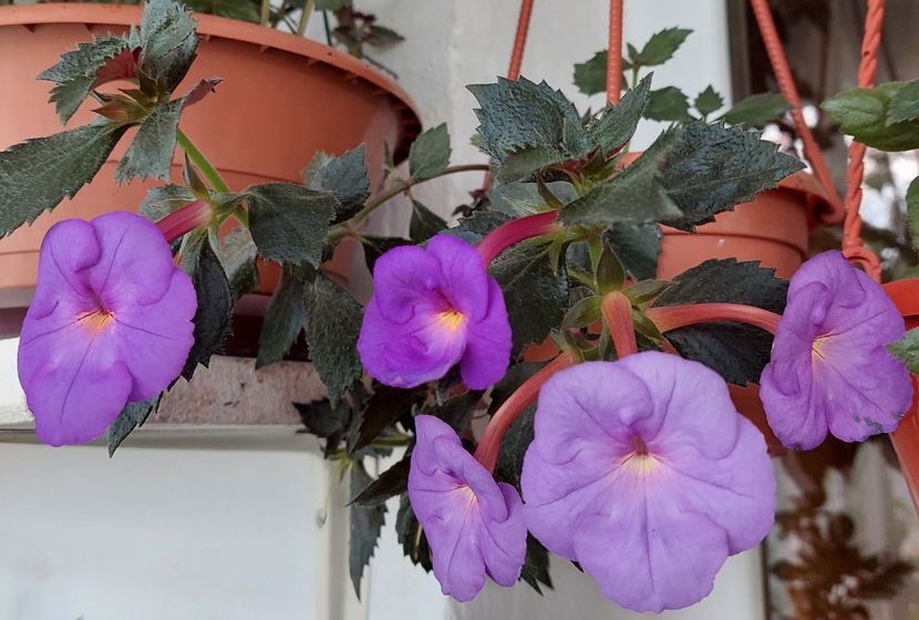  - TETRA KLAUS NEUBNER