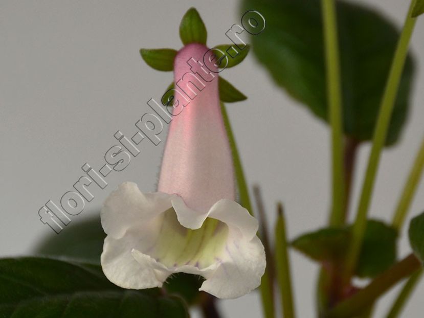 Sinningia Lucis Pink cloud II - GLOXINIA-SINNINGIA _COLECTIA 2020_2024