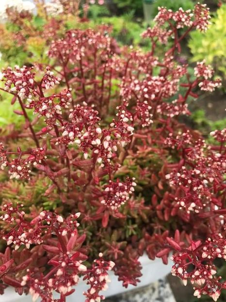  - Doresc să cumpăr 2021