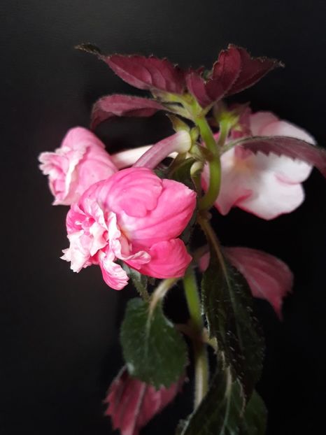  - 001 2021 - Dreamtime