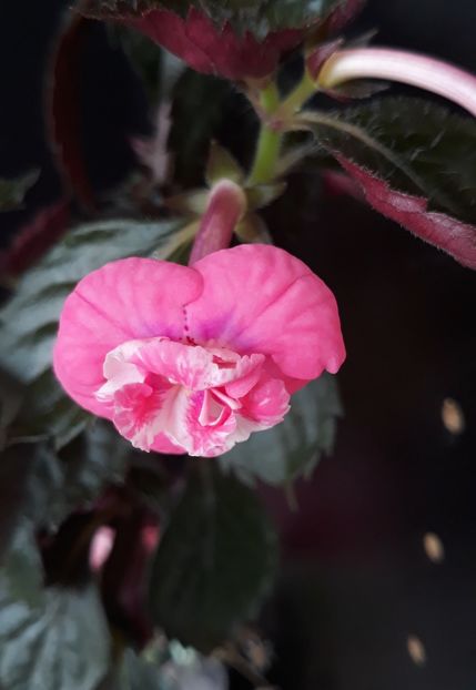  - 001 2021 - Dreamtime