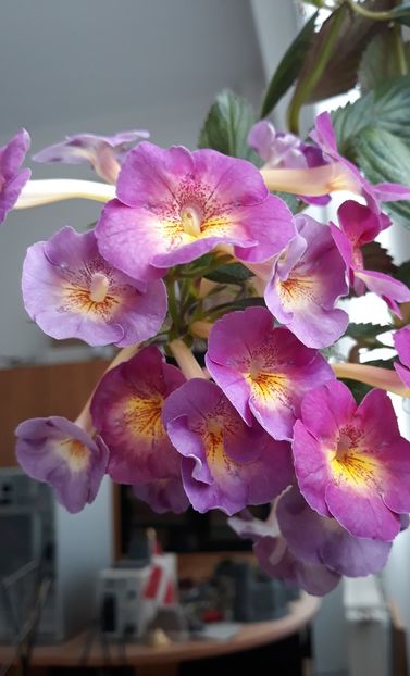  - 0001 2022 - BriD s Elegante