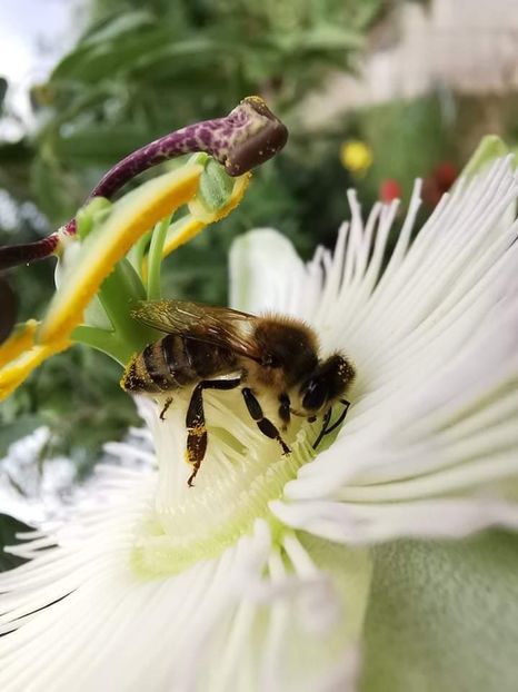 Passiflora constance elliot - 2021