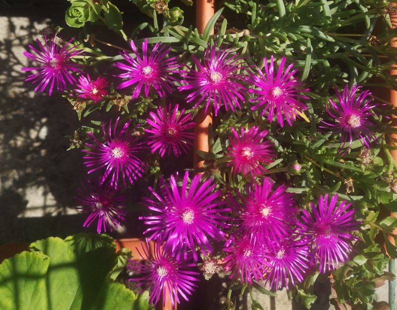 Floarea de cristal - 2021