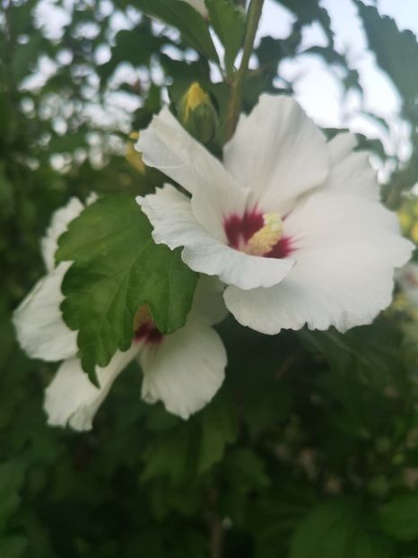 Hibiscus - 2021