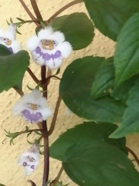  - zzz out of collection Fimbriata