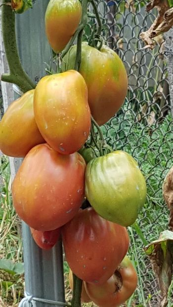  - 07 Gradinuta de legume 2021