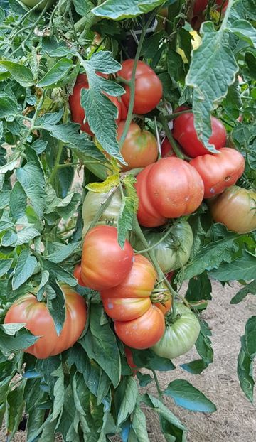  - 07 Gradinuta de legume 2021