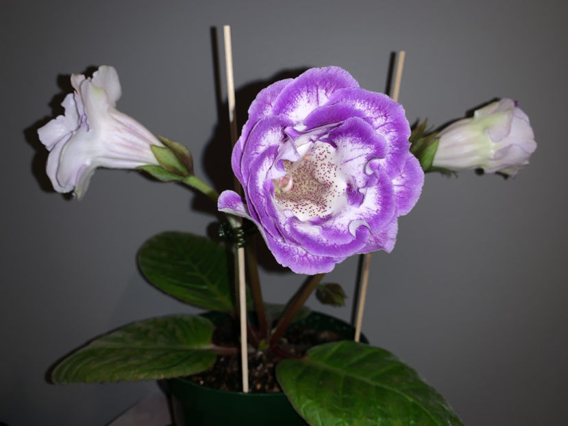 Parnian - Gloxinia 2021