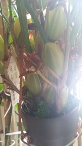 114631134_ANIKIYG3 - Maxilaria tenuifolia