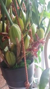 114631135_YJTMFCK - Maxilaria tenuifolia