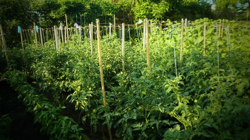 Rosii - - LIVADA CU POMI SI GRADINA DE LEGUME