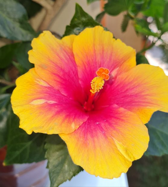  - Hibiscus Jolly