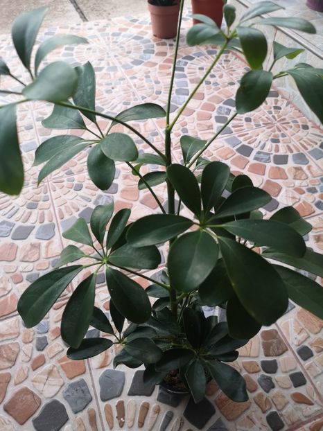 Copacul umbrela - 2021