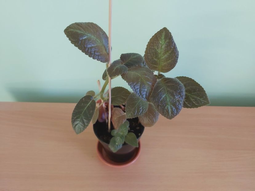 Episcia Pinkiscia  (25) - 1 - Disponibile plante de vanzare 2021