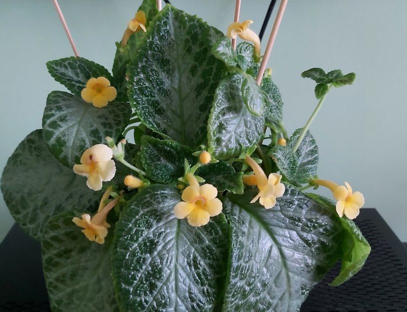 Flori My Precious - 1 - Disponibile plante de vanzare 2021