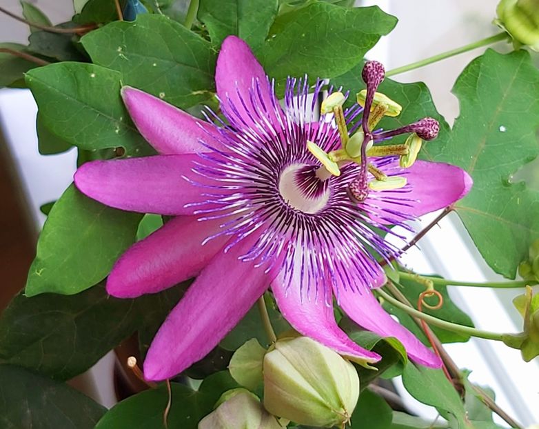 Flare Passiflora Amethyst - 1 - Disponibile plante de vanzare 2021