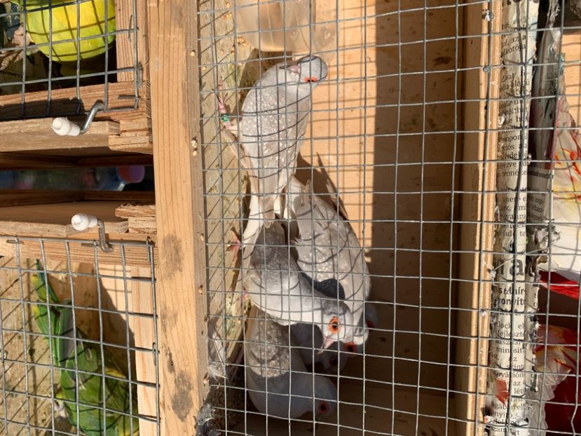 B7EEE6B5-2793-4A69-95E9-694B01F8E8CC - Poze Targuri si Expozitii