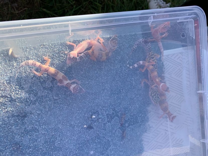 C2D4F894-236E-4F6B-980D-3850B57BC76F - Poze Targuri si Expozitii