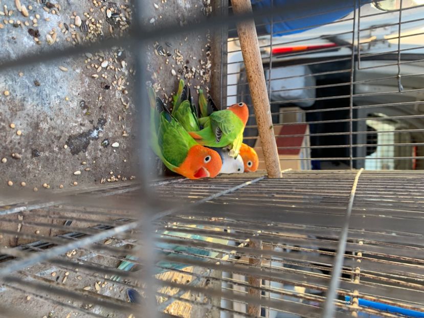 63B05018-52CF-4B76-AFF0-F029C6E2C4E9 - Poze Targuri si Expozitii