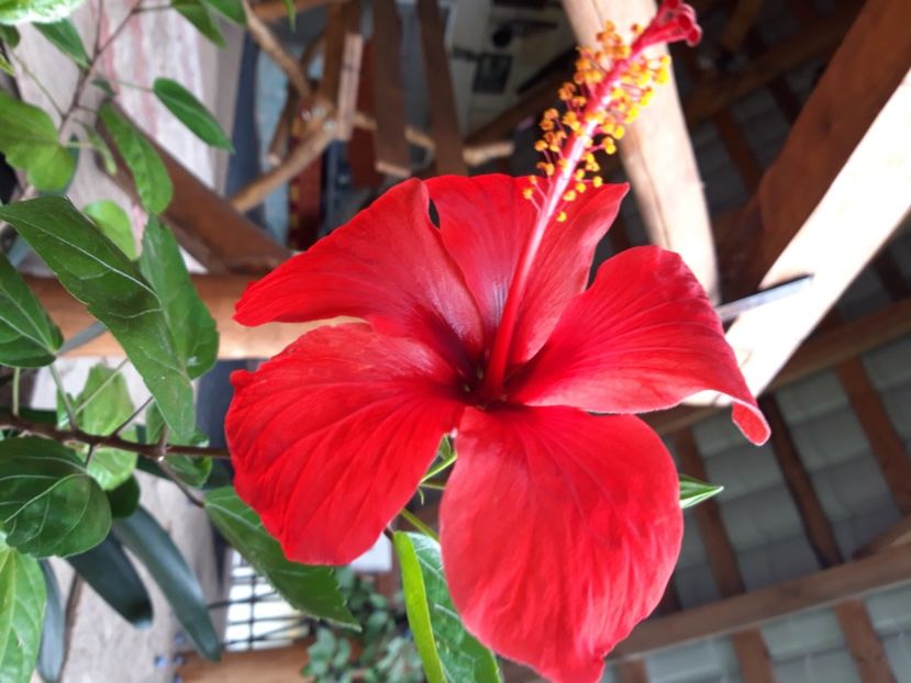  - hibiscusi