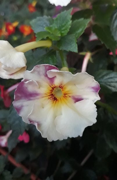  - 001 2021 - BRID s FLAVIANA