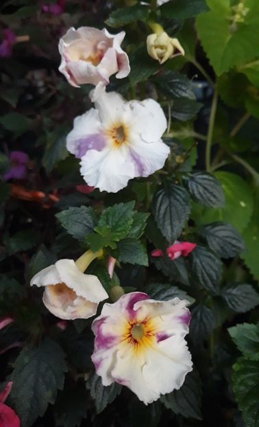  - 001 2021 - BRID s FLAVIANA