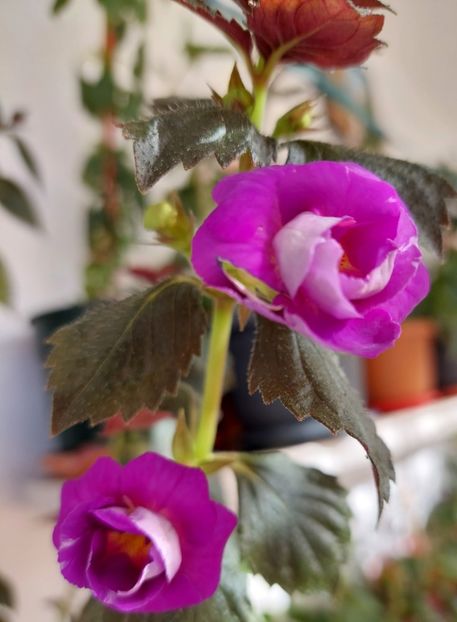  - PURPLE MYSTERY
