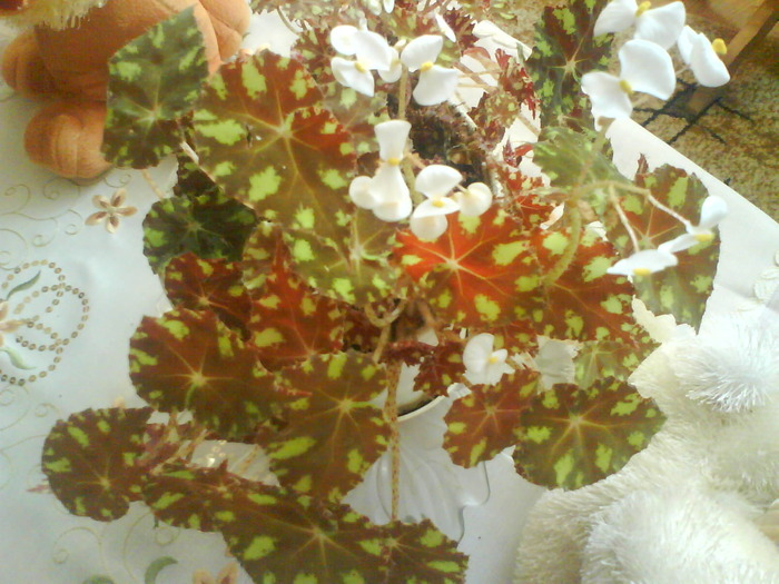 DSC01595 - Begonia tigru