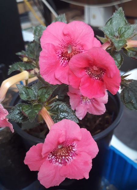  - 0001 2022 - Red Spectacular