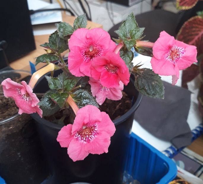  - 0001 2022 - Red Spectacular