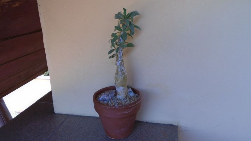 Sesamothamnus lugardii, Africa de Sud si Namibia - Caudiciforme - pachycaule si bulboase 2021