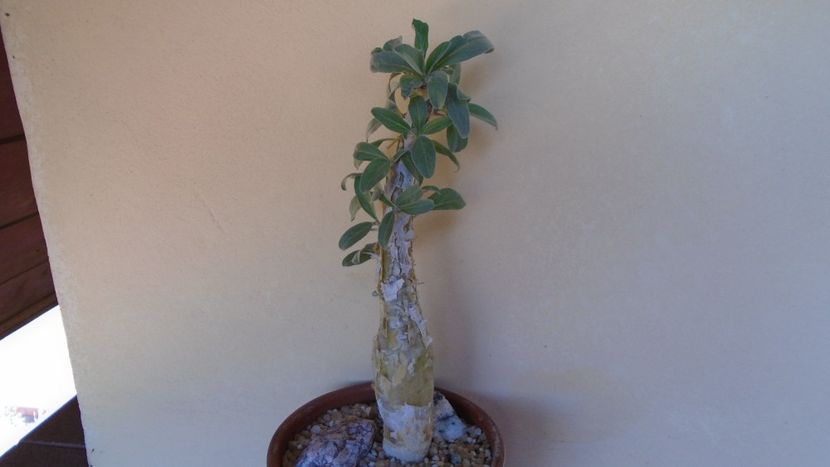 Sesamothamnus lugardii, Africa de Sud si Namibia - Caudiciforme - pachycaule si bulboase 2021