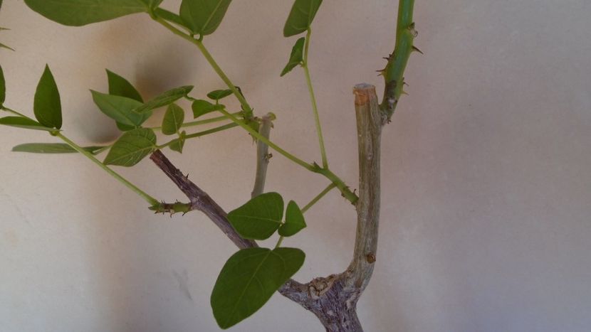 Erythrina lysistemon, Angola, Swaziland, Tanzania & Erythrina melanacantha, Ethiopia, Kenya, Somalia - Caudiciforme - pachycaule si bulboase 2021