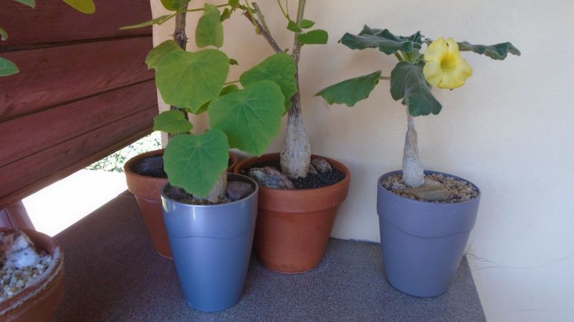 Uncarina roeoesliana - Caudiciforme - pachycaule si bulboase 2021