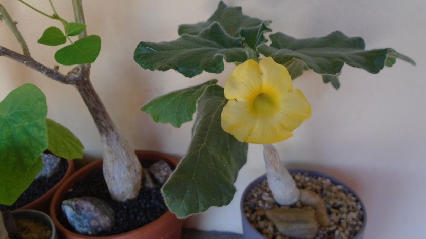 Uncarina roeoesliana - Caudiciforme - pachycaule si bulboase 2021