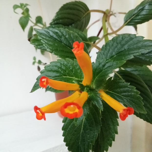  - Heterophylla