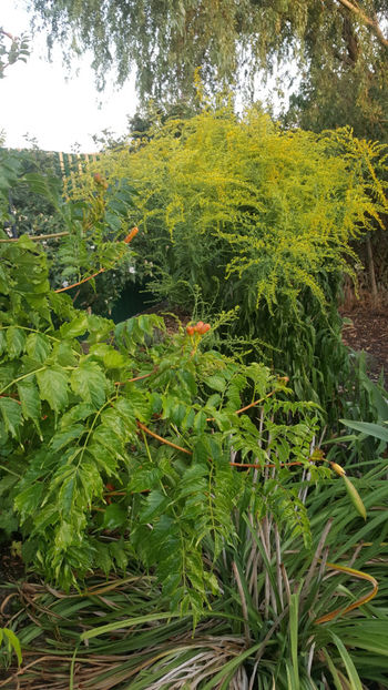 solidago canadensis - Gradina si terasa PrimaLuce_8-Hello 2021