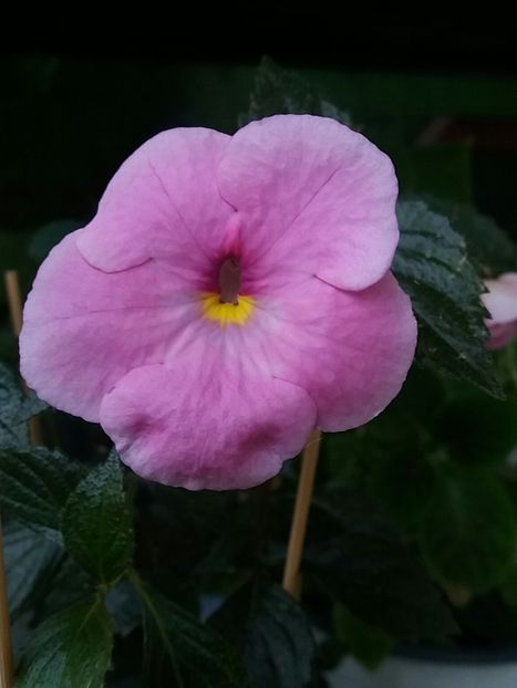 Erlkonig - Achimenes varietati - drumul florilor