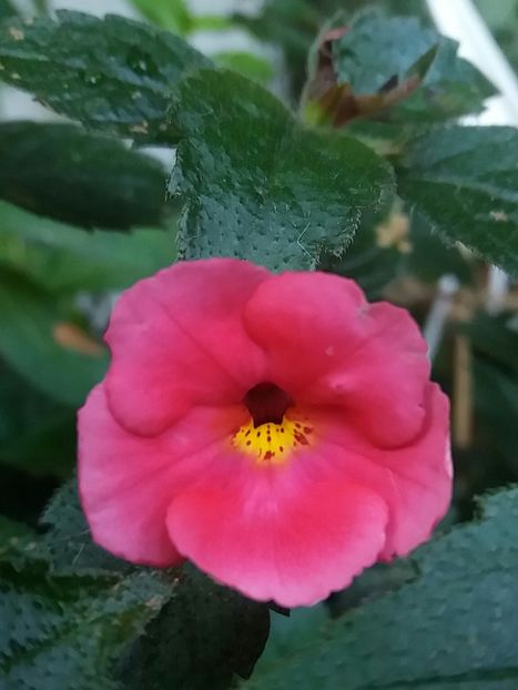 ? - Achimenes varietati - drumul florilor